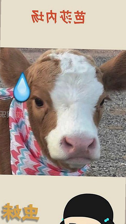 娱乐圈风云对比：张大大与小甜甜爆料风格迥异